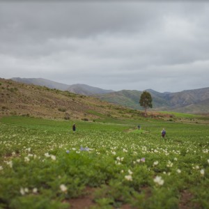 En el murmullo del viento